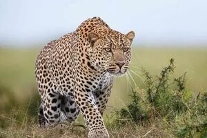 بازیگوشی دو پلنگ ایرانی در جنگل‌های سوادکوه