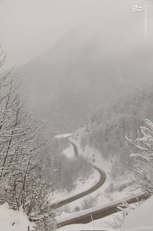 تصویر زیبای برف زمستانی در جنگل توسکستان