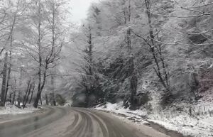 فیلم/ حال و هوای برفی جنگل گلستان