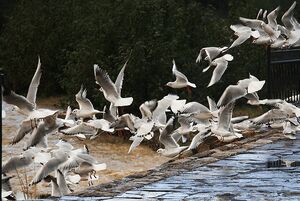 آب کاکایی‌ها مهمان رودخانه چالوس