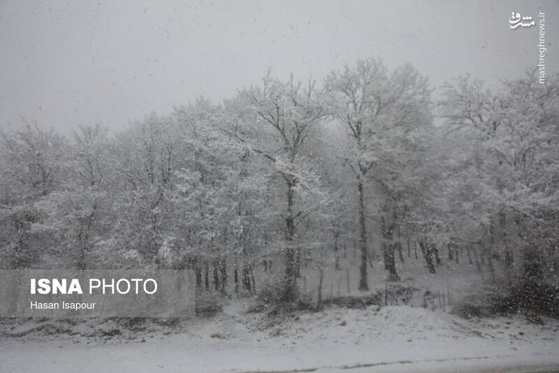 عکس / بارش برف زمستانی سوادکوه
