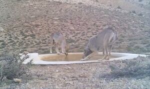 فیلم / 4 گرگ خاکستری اینجا سیراب شدند