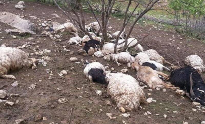 استان،كشور،جرگلان،گوسفندان،رمضاني،دامي،راز