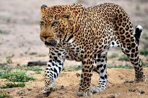 فیلم/ مشاهده پلنگ ایرانی در طبیعت فیروزکوه