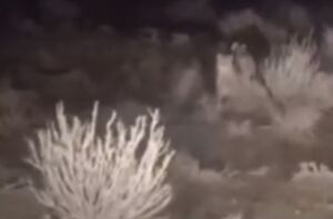 مشاهده ۲ یوزپلنگ آسیایی در منطقۀ توران شاهرود