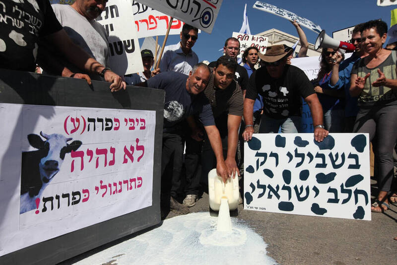 دامداران،اشغالي،شير،خام،اصلاحات،محصولات،فلسطين،كاهش،قيمت