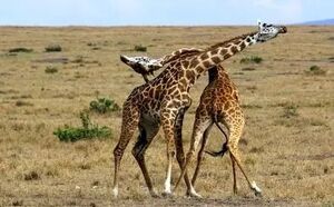 فیلم/ صحنه‌ای دلخراش از یک زرافه با پای شکسته