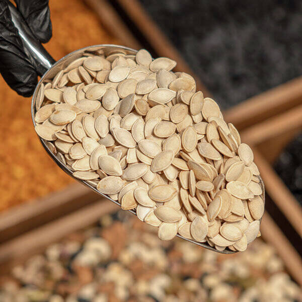 همه چیز درباره تخمه کدو؛ از طعم تا خواص شگفتانگیز