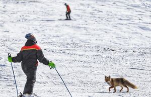 عکس/ پیست اسکی تاریک‌دره همدان