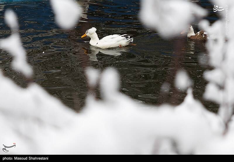تهران برفی به روایت تصویر