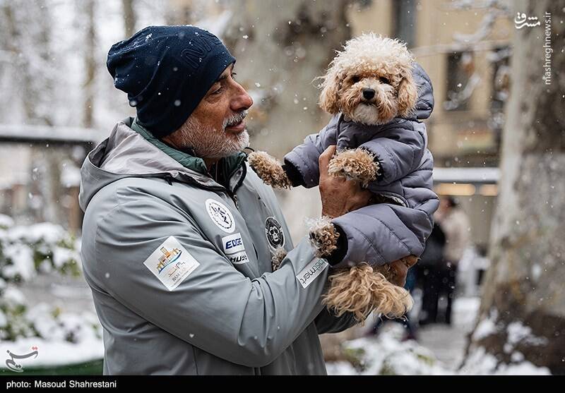 تهران برفی به روایت تصویر