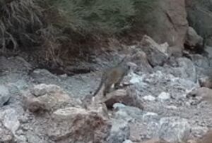 مشاهده پلنگ در معرض انقراض در منطقه حفاظت شده شاسکوه