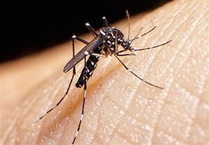 شناسایی 1209 مبتلا به تب دنگی/ وجود پشه آئدس در 11 استان کشور