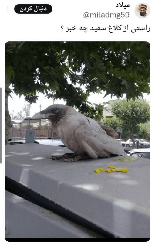 حقه مجری اینترنشنال باطل شد