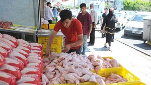 وضعیت تولید مرغ به روال عادی برگشت