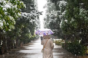 عکس/ بارش برف در شیراز پس از ۱۲ سال