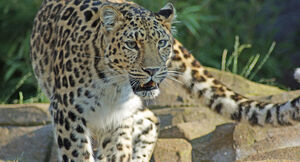 فیلم/ مشاهده یک قلاده پلنگ در اسفراین خراسان شمالی