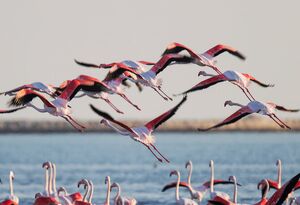 فلامینگوها میهمان آب‌های گرم خلیج فارس