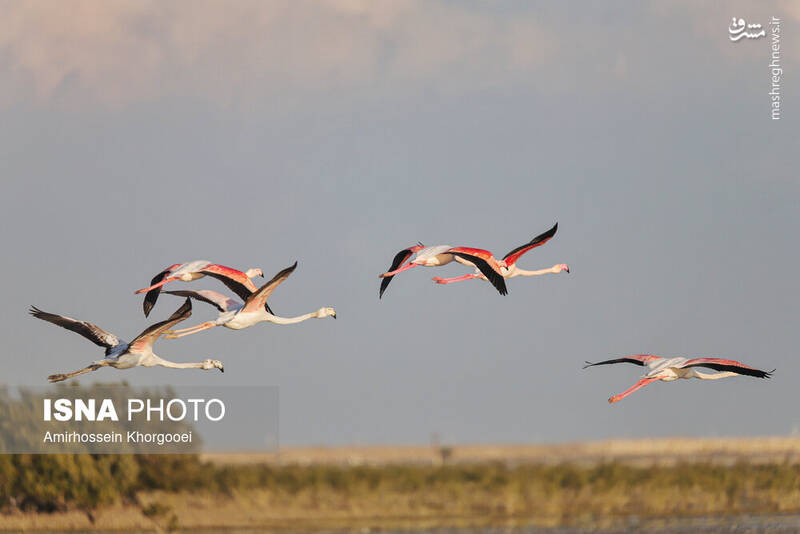عکس/ فلامینگوها میهمان آبهای گرم خلیج فارس