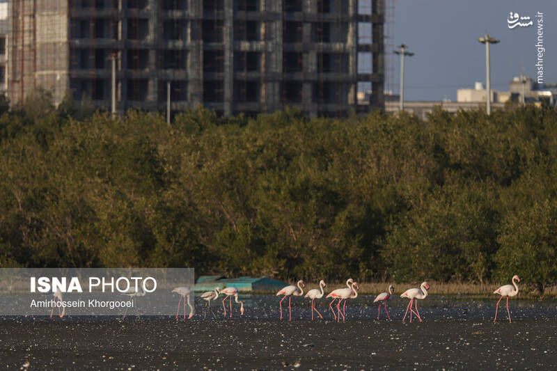 عکس/ فلامینگوها میهمان آبهای گرم خلیج فارس