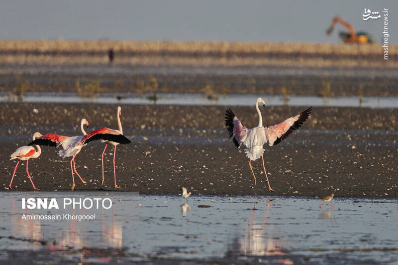 عکس/ فلامینگوها میهمان آبهای گرم خلیج فارس