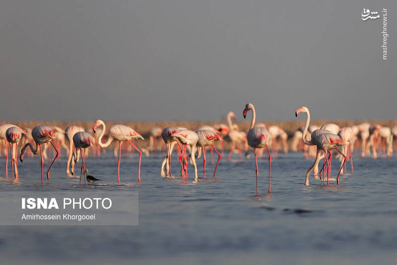 عکس/ فلامینگوها میهمان آبهای گرم خلیج فارس