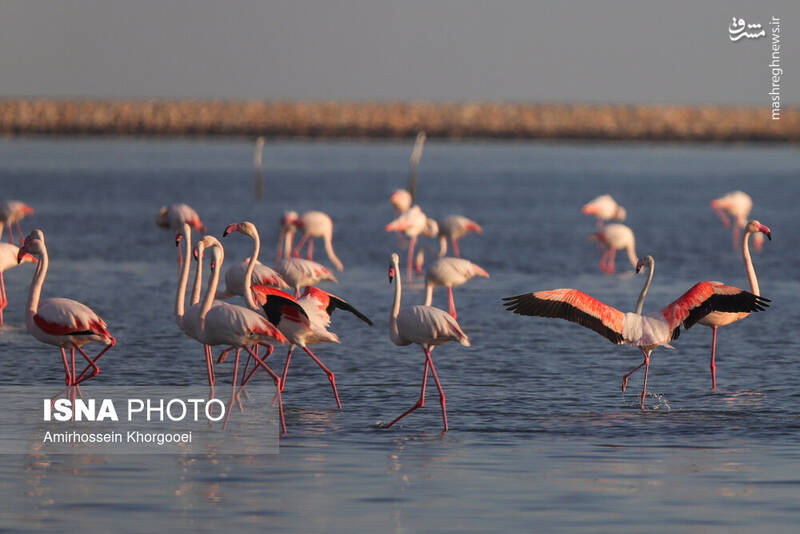 عکس/ فلامینگوها میهمان آبهای گرم خلیج فارس