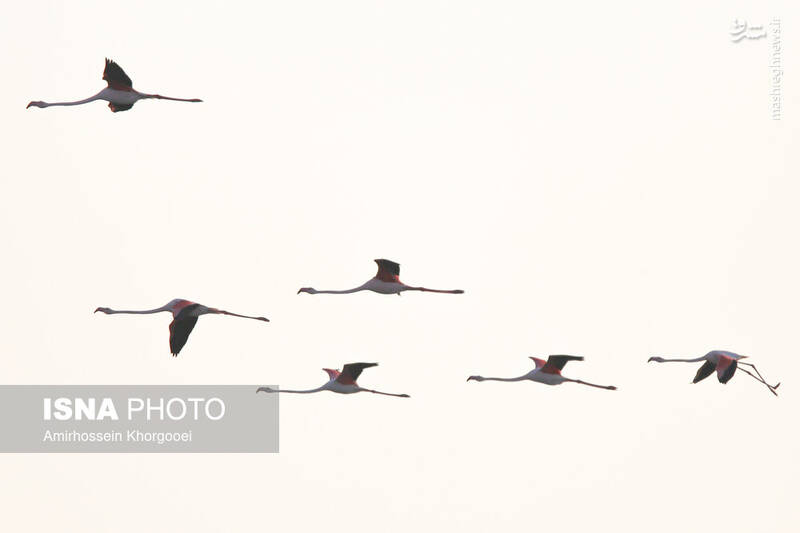 عکس/ فلامینگوها میهمان آبهای گرم خلیج فارس