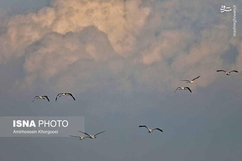 عکس/ فلامینگوها میهمان آبهای گرم خلیج فارس