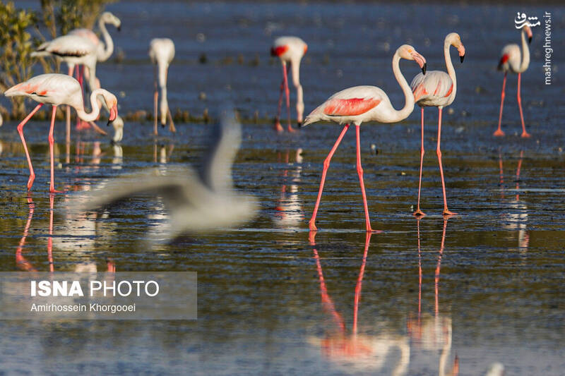 عکس/ فلامینگوها میهمان آبهای گرم خلیج فارس