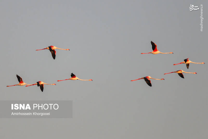 عکس/ فلامینگوها میهمان آبهای گرم خلیج فارس