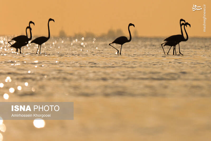 عکس/ فلامینگوها میهمان آبهای گرم خلیج فارس