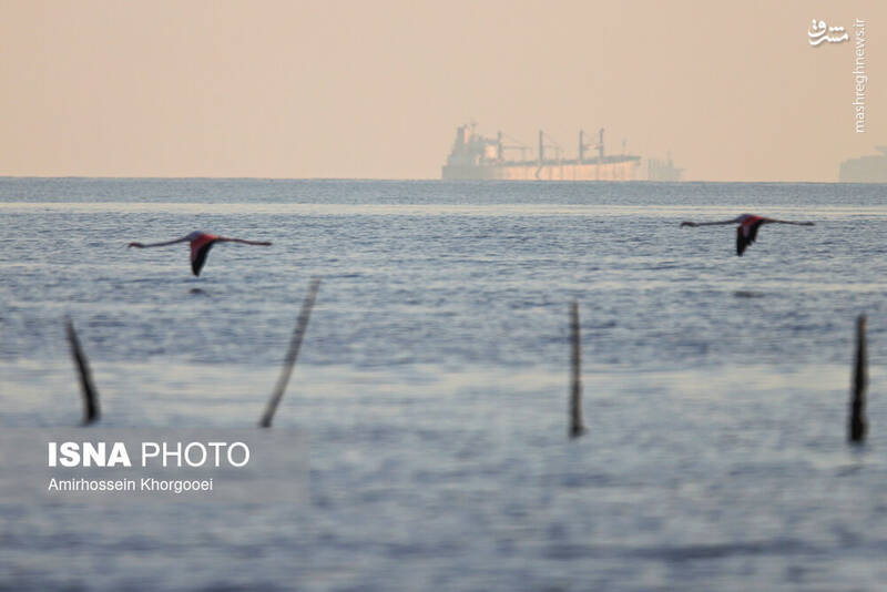 عکس/ فلامینگوها میهمان آبهای گرم خلیج فارس