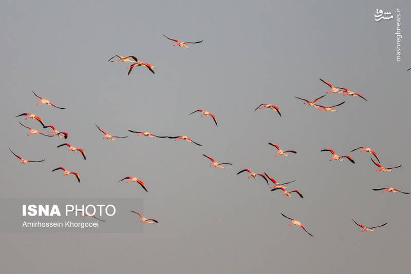 عکس/ فلامینگوها میهمان آبهای گرم خلیج فارس