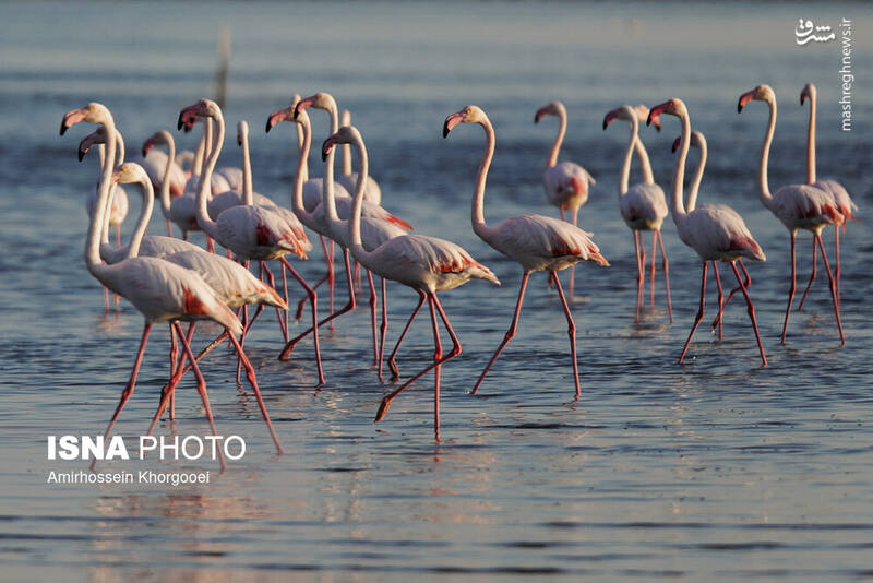 عکس/ فلامینگوها میهمان آبهای گرم خلیج فارس