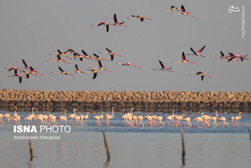 عکس/ فلامینگوها میهمان آبهای گرم خلیج فارس