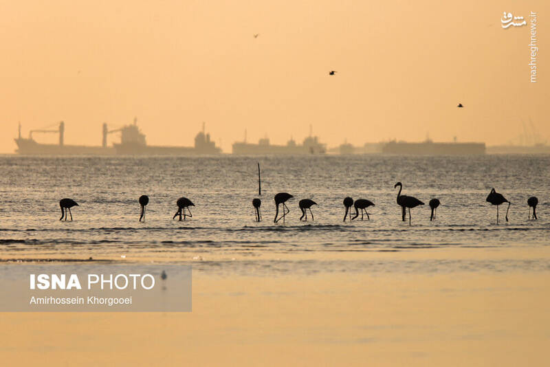 عکس/ فلامینگوها میهمان آبهای گرم خلیج فارس