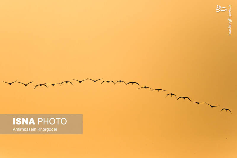 عکس/ فلامینگوها میهمان آبهای گرم خلیج فارس