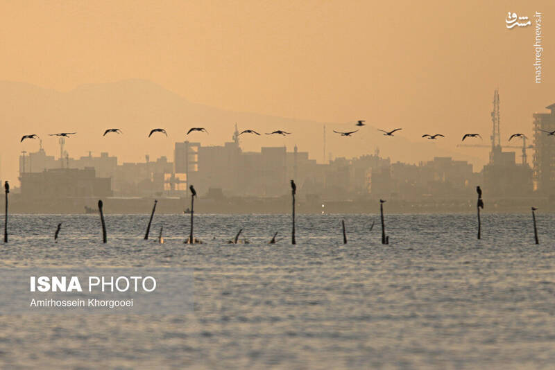عکس/ فلامینگوها میهمان آبهای گرم خلیج فارس