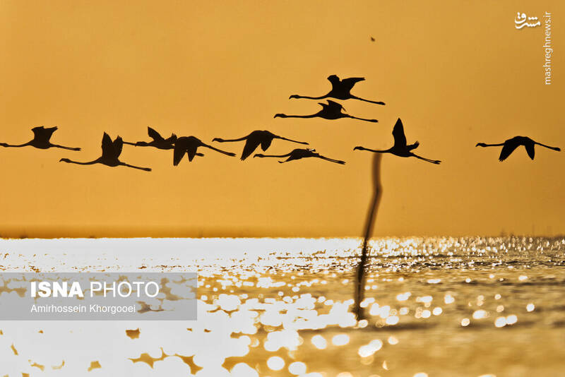 عکس/ فلامینگوها میهمان آبهای گرم خلیج فارس