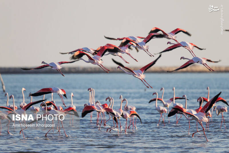 عکس/ فلامینگوها میهمان آبهای گرم خلیج فارس