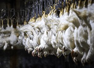 کشتارگاه مرغ به روایت تصویر