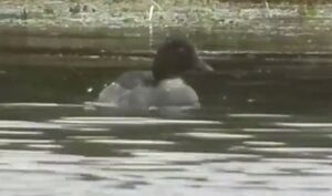 مشاهده پرنده کمیاب در گیلان