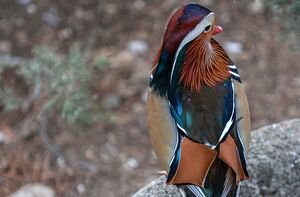 باغ پرندگان