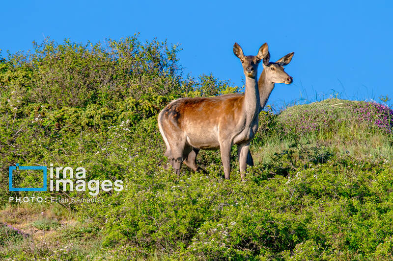 حفاظت،محيط،زيست،مناطق،سازمان،آتش،طبيعي،كشور،هوشمند،ابزارهاي، ...