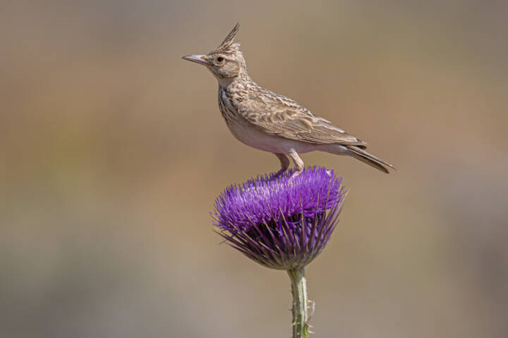 گامهای سازمان محیطزیست برای هوشمندسازی حفاظت از مناطق