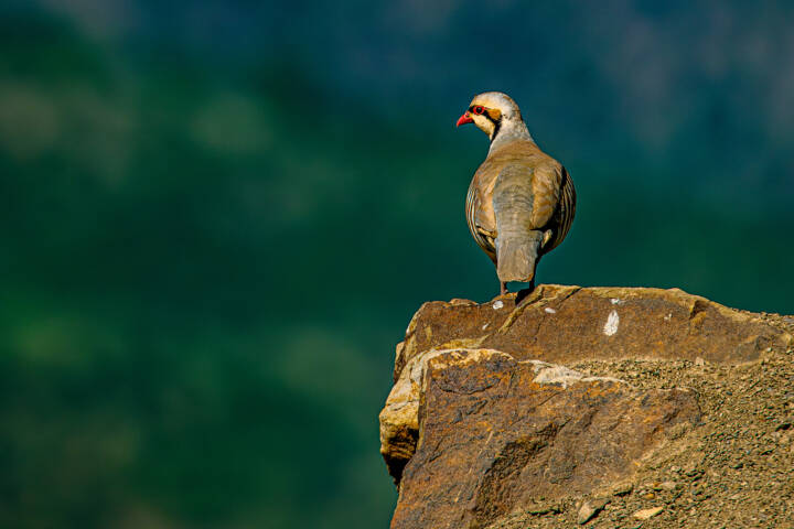 گام‌های سازمان محیط‌زیست برای هوشمندسازی حفاظت از مناطق 