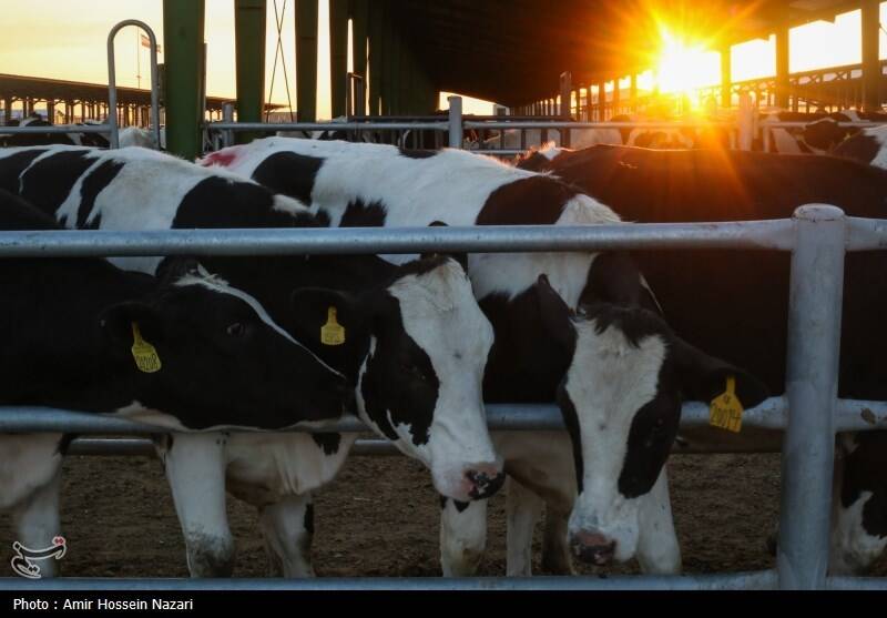 رأس،فصل،گوساله،گاو