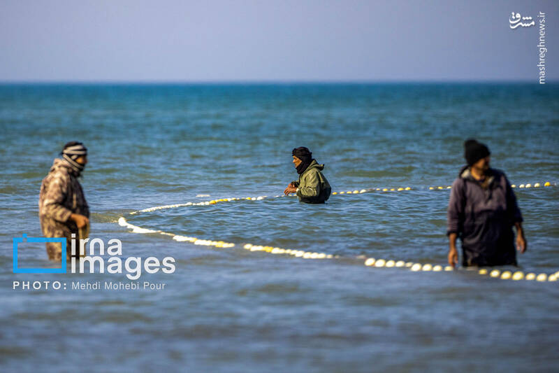 عکس/ صید ماهی در خزر