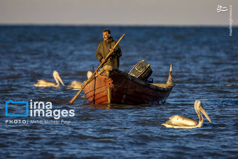 عکس/ صید ماهی در خزر